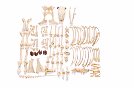 Model szkieletu krowy (Bos taurus) z rogami, niezmontowany