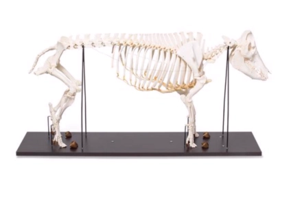 Model szkieletu świni (Sus scrofa domesticus), locha