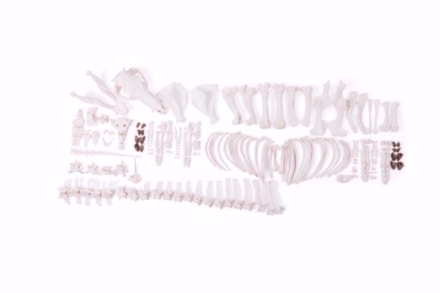 Model szkieletu świni (Sus scrofa domesticus), locha, niezmontowany