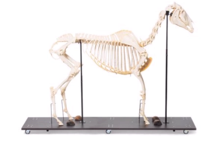 Model szkieletu konia (Equus ferus caballus), ogier