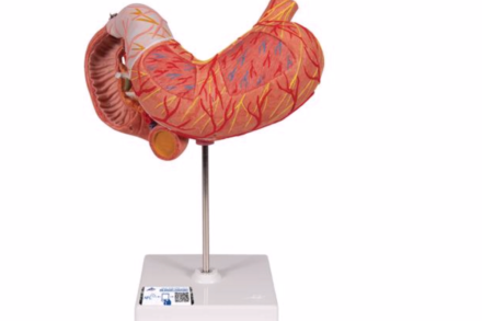 Model żołądka człowieka (3 części)