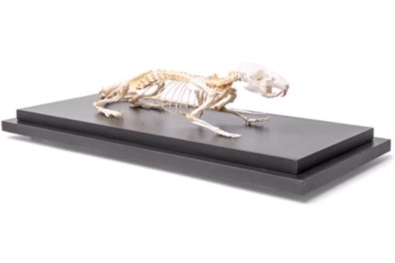 Model szkieletu szczura (Rattus rattus)
