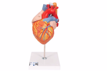 Model serca z przełykiem i tchawicą 2-krotnie powiększony, (5 części)
