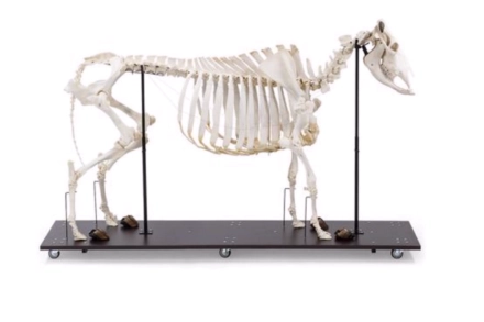 Model szkieletu krowy (Bos taurus) z rogami, ruchomy