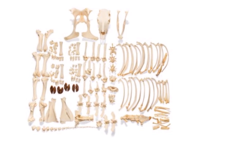 Model szkieletu krowy (Bos taurus) bez rogów, niezmontowany