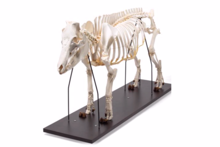 Model szkieletu świni (Sus scrofa domesticus), locha