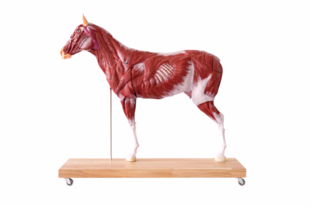 Model anatomiczny konia