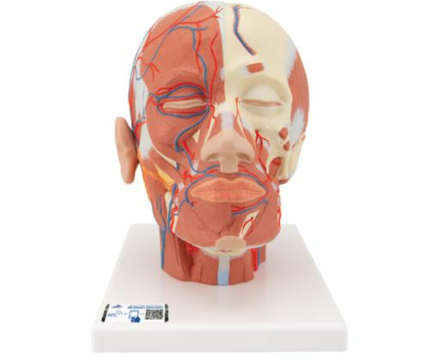 Model głowy – układ mięśniowy