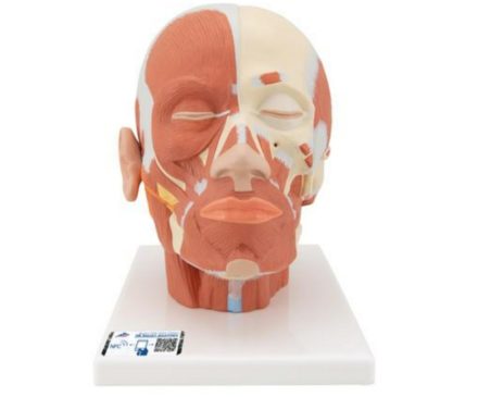 Model głowy – układ mięśniowy