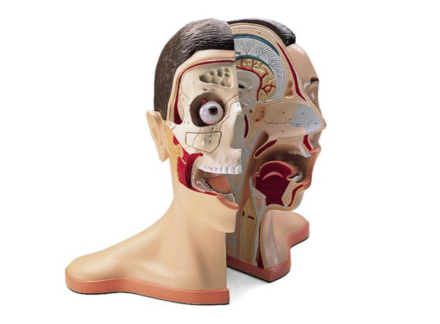 Model głowy z przekrojem (5 części)