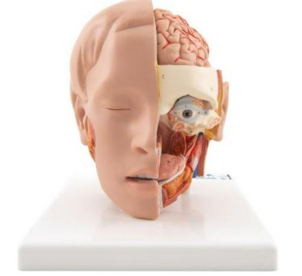 Model głowy (6 części)