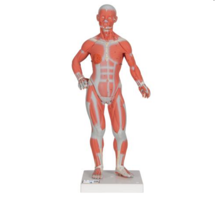Model układu mięśniowego w skali 1:3 (2 części)