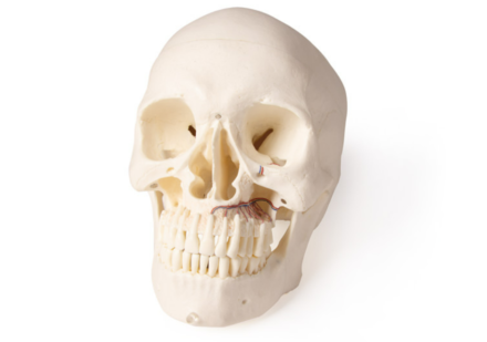 Model czaszki z wyróżnionym uzębieniem (5 części)