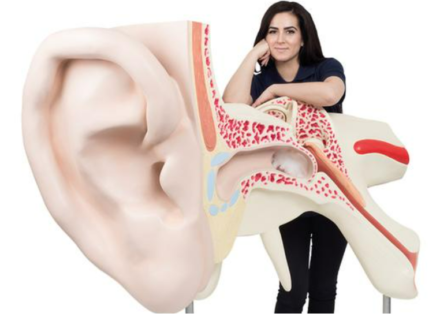 Ogromny model ucha w skali 15:1 (3 części)