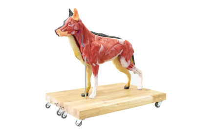 Anatomiczny model psa (owczarek niemiecki)