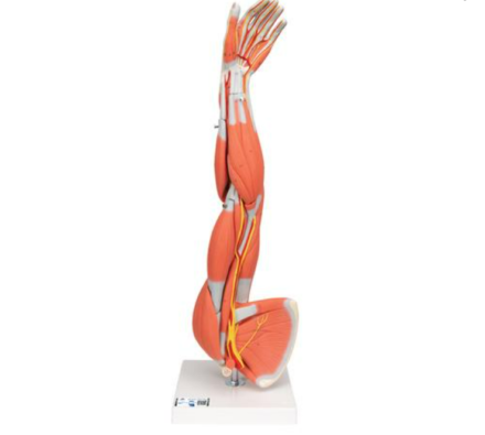 Model mięśni kończyny górnej