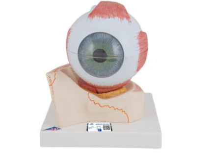 Model ludzkiego oka w 5-krotnym powiększeniu (7 części)