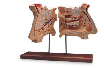 Model narządu węchu