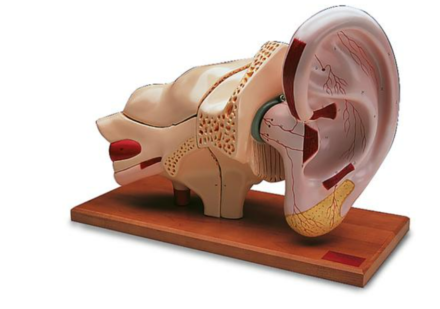 Model ucha odwzorowany w skali 5:1 (8 części)