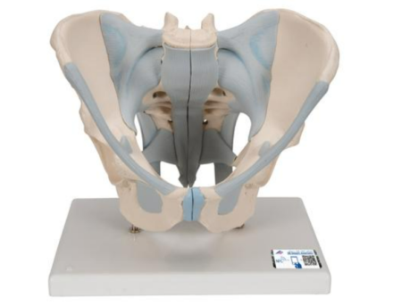 Model kostny miednicy mężczyzny z więzadłami (2 części)