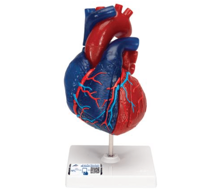 Model Serca Człowieka Naturalnych Rozmiarów 5 Części G011 Simedu 5162