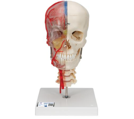 BONElike™ - dydaktyczny model czaszki