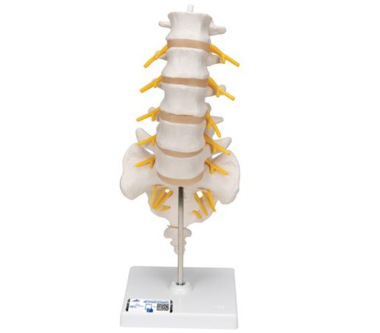Model Odcinka Lędźwiowego Kręgosłupa Człowieka A74 Simedu 7186