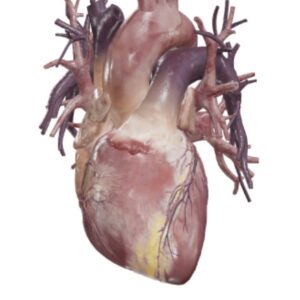 Anatomia narządów i struktur ciała
