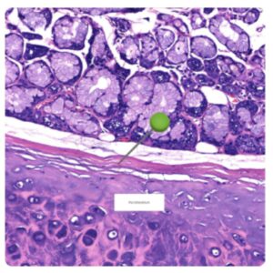 Histologia