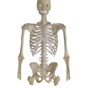 Osteologia