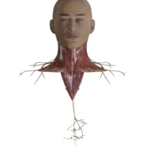 Anatomia regionalna